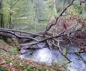To najładniejszy las w woj. warmińsko-mazurskim. Wybrała go sztuczna inteligencja. Zachwyca naturalnością i historią
