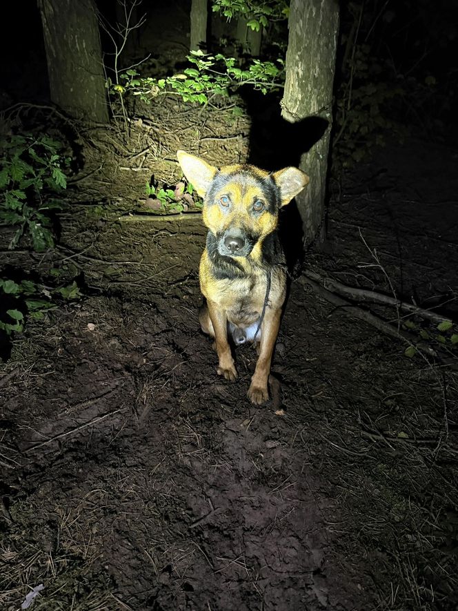 Grześ skazany na śmierć w męczarniach. Bestia przywiązała go do drzewa! "Błagamy o pomoc"