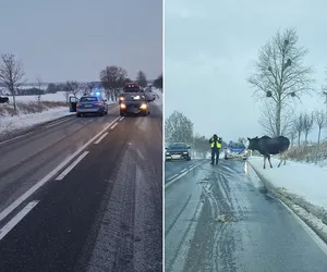 Łoś sparaliżował ruch! Lizał to na środku drogi i nie mógł przestać!