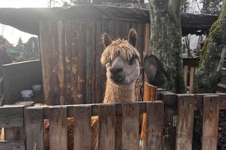 Żywa szopka Szczecin Żydowce 