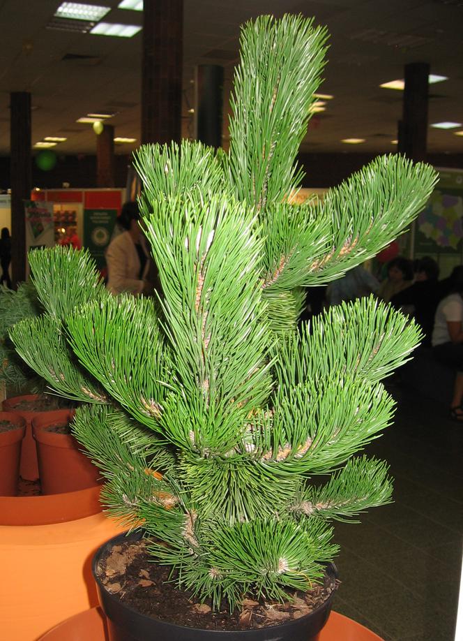 Sosna czarna 'Oregon Green' - Pinus nigra 'Oregon Green'
