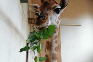 Warszawskie ZOO. Żyrafa Pietruszka