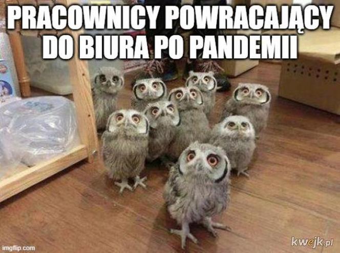 Memy o koronawirusie