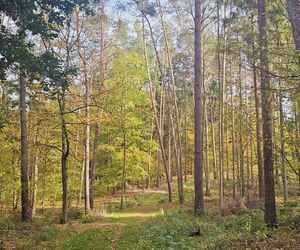 To najpopularniejsze miejsce na spacery w Olsztynie. Zobacz Las Miejski w jesiennych barwach [ZDJĘCIA]