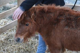 Żywa szopka przed kościołem franciszkanów w Krakowie