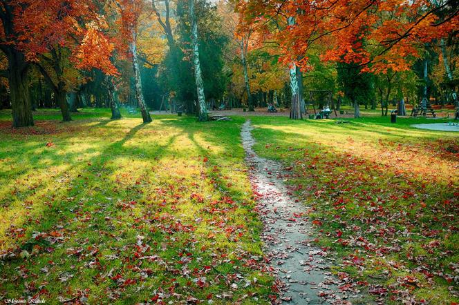 Jesień w parku Popowickim