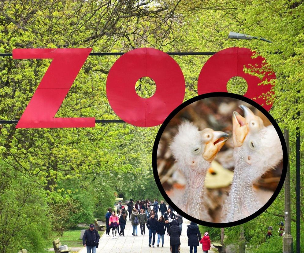 Nowi mieszkańcy w warszawskim ZOO