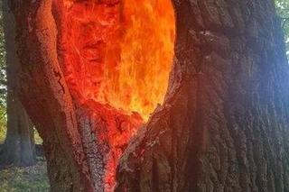 Ktoś podpalił blisko 200-letni dąb w Koronowie! Trwa szukanie sprawcy [ZDJĘCIA]