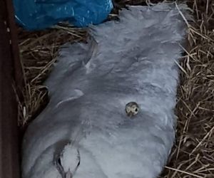 Stado pawi w Ogrodzie Saskim w Lublinie się powiększyło!