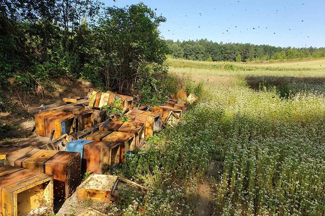 Pod Ostrowcem wandale zniszczyli 300 pszczelich rodzin! Właściciele są zrozpaczeni 