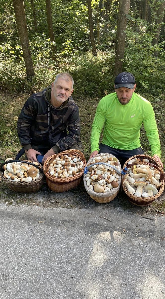 Październikowy wysyp grzybów w świętokrzyskich lasach