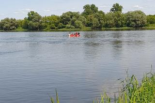 Krowa poszła popływać