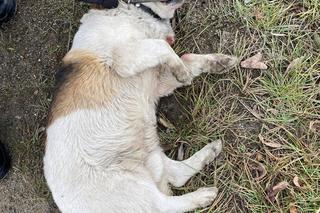 Policjanci znaleźli potrąconego psa Lesia