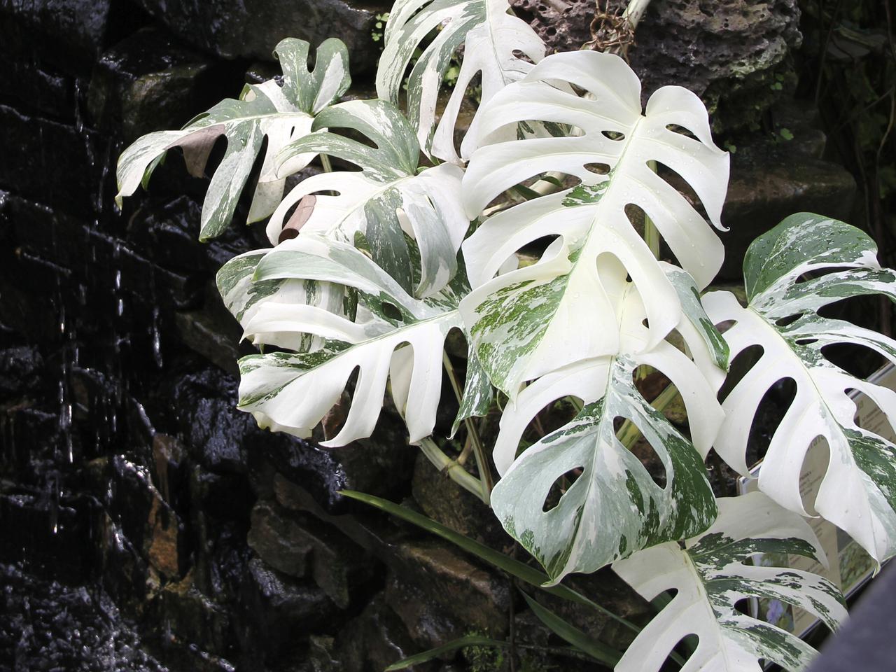 Monstera deliciosa - wymagania. Jak dbać o monsterę deliciosa Variegata?