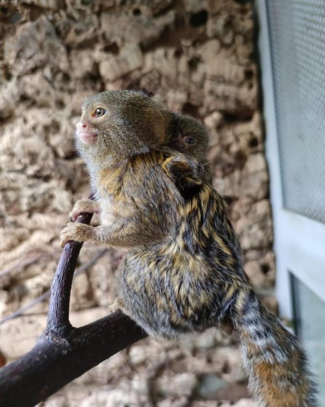 Pigmejki Śląski Ogród Zoologiczny ZDJĘCIA