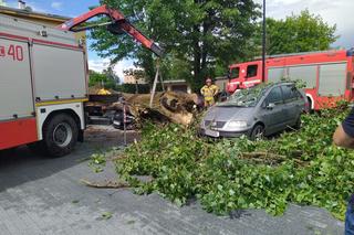 Silny wiatr w Grudziądzu. Są zniszczenia aut