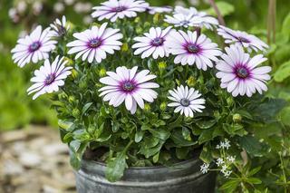 Stokrotka afrykańska - zdjęcia