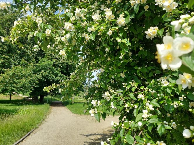 Park Miejski w Zamościu