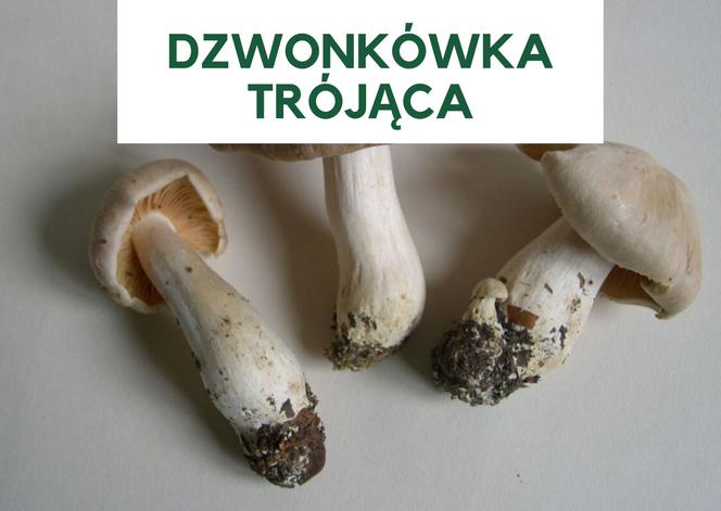 Najbardziej trujące grzyby w Polsce. Ich zjedzenie grozi śmiercią! [GALERIA]