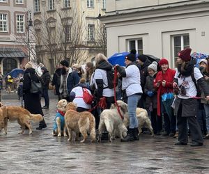 Golden Retriever WOŚP w Poznaniu