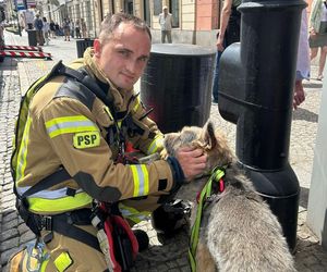 Niezwykła akcja strażaków na Nowym Świecie. Pies hasał po dachu kamienicy