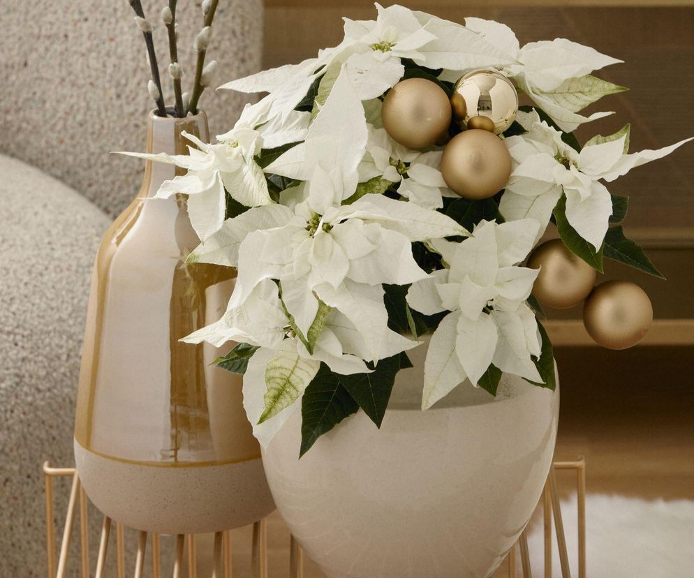 Hiszpanie wierzą, że przynosi szczęście. A Ty masz ją w domu?