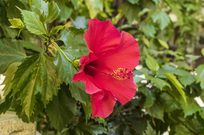 Hibiskus doniczkowy