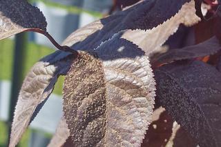 Ogromna chmura pyłu nad regionem. Co tam się wydarzyło? 