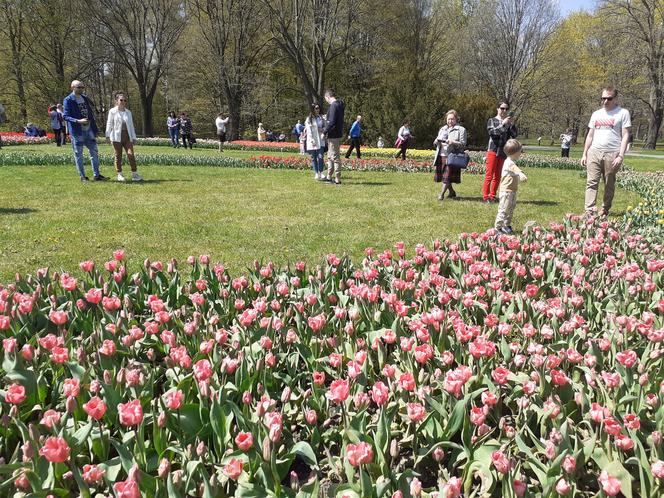 Tulipany w łódzkim botaniku