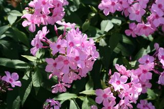 Floks wiechowaty = Płomyk wiechowaty - Phlox paniculata