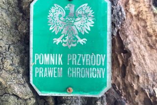 Dąb szypułkowy będący hrubieszowskim pomnikiem przyrody runął na ziemię