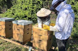 Koksownia Bytom jest nazywana fabryką chmur. Teraz produkuje też pszczoły. Ma własną pasiekę