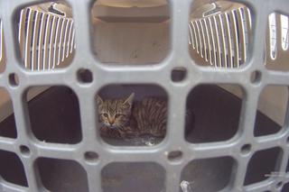 Kot uwięziony w samochodzie