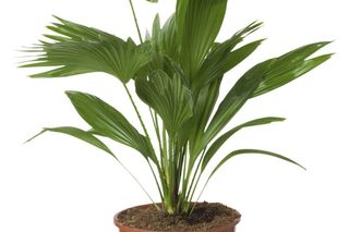 Liwistona chińska - Livistona chinensis