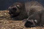 Rosomakowy baby boom w Śląskim ZOO! Radosna nowina dla miłośników zwierząt