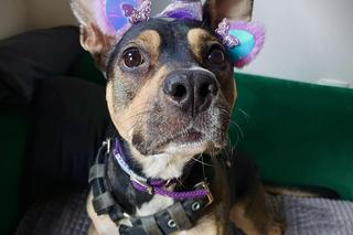 Obdarowali psiaki na dzień kundelka