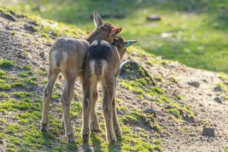 Zoo Wrocław: Na świat przyszło 6 małych muflonów