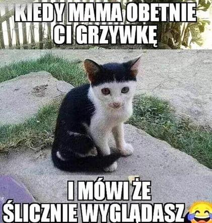 Chcesz poprawić sobie humor? Te memy ze zwierzętami rozbawią cię do łez!