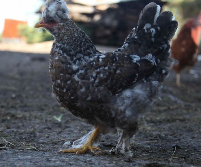 Zginął w wypadku gdy jechał po pawia 