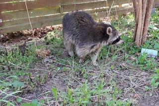 Mały szop wałęsał się po działkach w Kamieńczyku