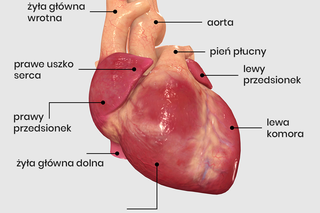 Model anatomiczny serca