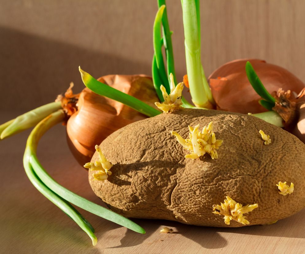 Czy można jeść kiełkujące warzywa? Co z nimi zrobić?