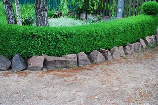 Rośliny na niskie żywopłoty