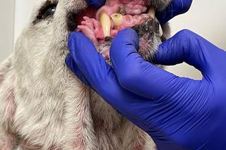 Bagier był żywą tarczą leczniczą