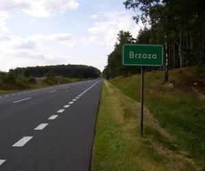 Brzoza