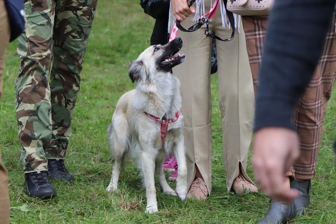 IX Piknik Przyjaciół Schroniska w Toruniu