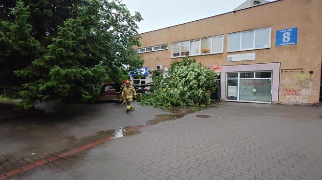 Powalone drzewo po burzy