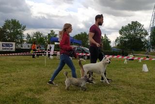 Pies, Sport i Ty 2022 – impreza dla miłośników psów w Tarnowie [ZDJĘCIA, AUDIO] 