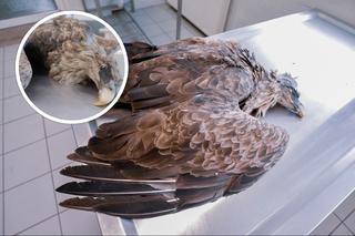 Dwa martwe orły bieliki znalezione pod Żmigrodem. Zostały otrute! Sprawcą jest człowiek