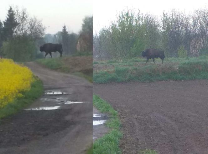 Król puszczy, zwiadowca, czy ciekawy świata podróżnik ? Ten żubr od kilku miesięcy przemierza Podkarpacie. 